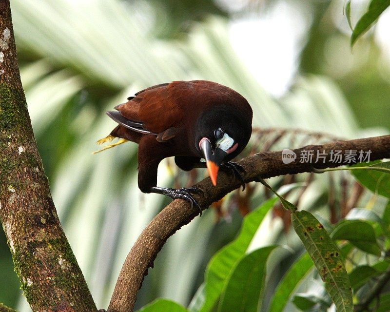 Montezuma Oropendola